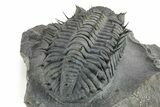 Spiny Drotops Armatus Trilobite - Mrakib, Morocco #244126-2